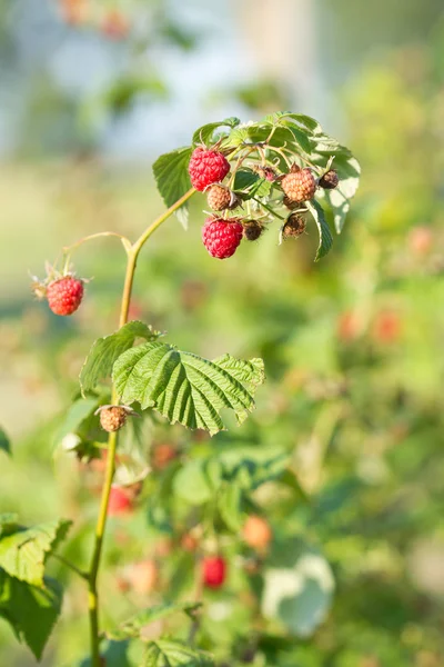 Branche d'une framboise rouge — Photo