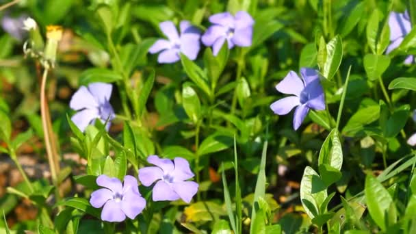Flores de periwinkle en primavera — Vídeo de stock