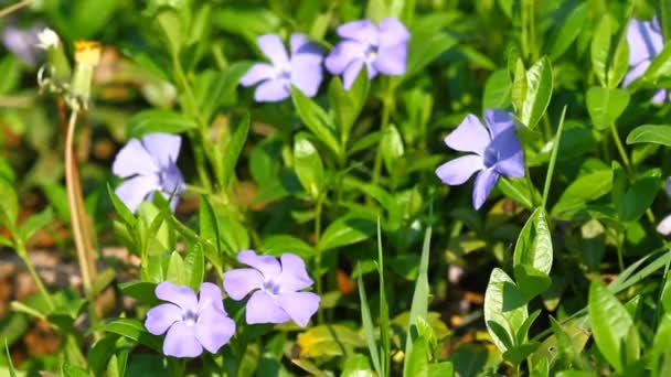 春のツルニチニチソウの花 — ストック動画