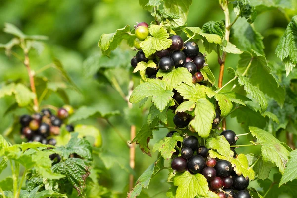 Black currant berries — Stock Photo, Image