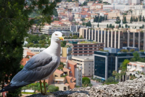 Monte Carlo'da Albatros — Stok fotoğraf