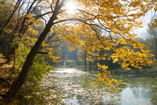 Beautiful autumn tree — Stock Photo, Image