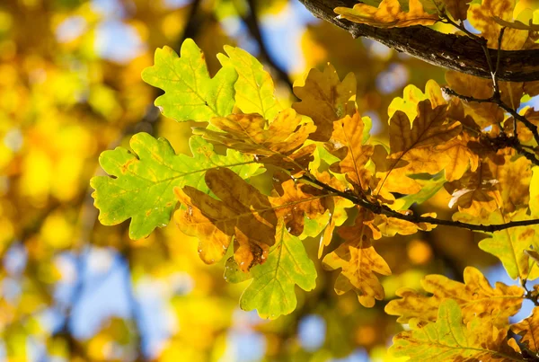 Feuilles de chêne rameux — Photo