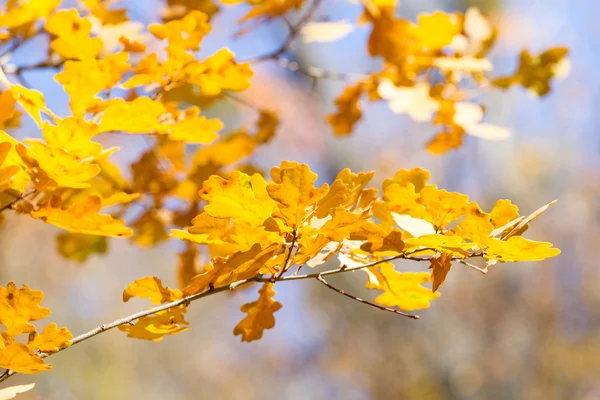 Autumn oak leaves — Stock Photo, Image