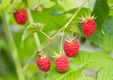 Kırmızı Ahududu Şubesi