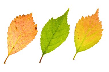 sonbahar sakura yaprakları