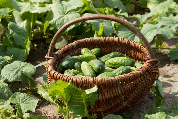 Sepet ve salatalık — Ücretsiz Stok Fotoğraf