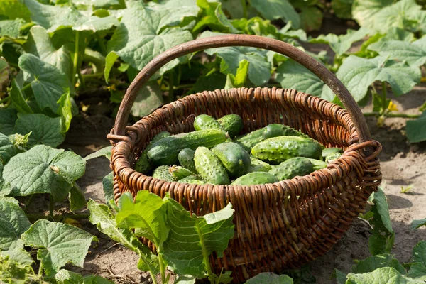 Panier avec concombres Images De Stock Libres De Droits