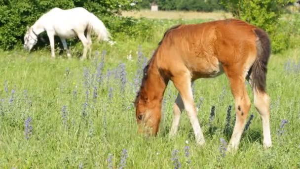 Όμορφη foal βοσκοτόπων — Αρχείο Βίντεο