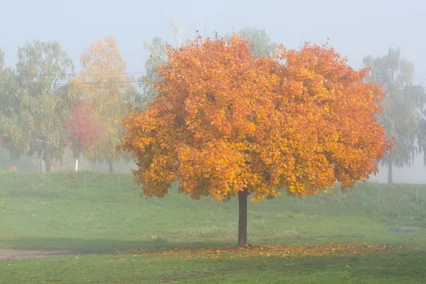 Ahorn træer i efteråret - Stock-foto
