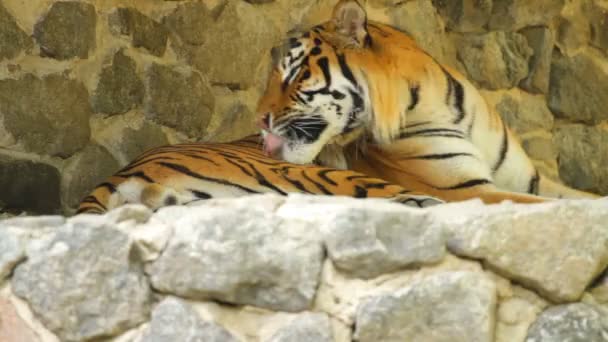 Tigre siberiano — Vídeo de stock