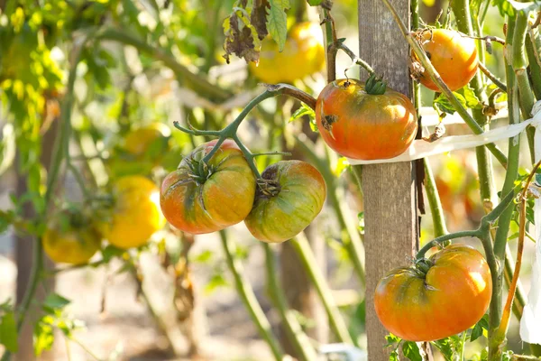 Tomatplantor — Stockfoto