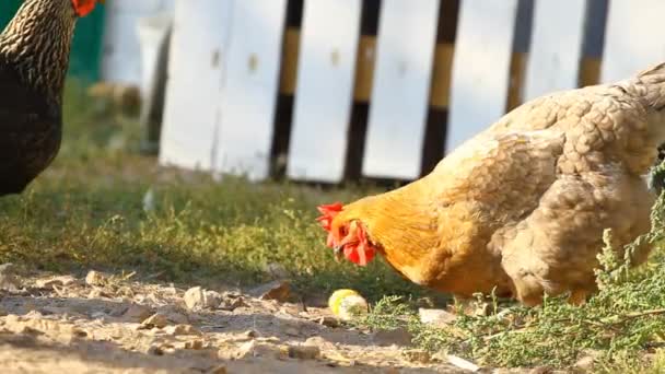 Pollos picotean un maíz — Vídeos de Stock