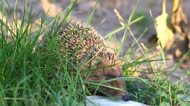 Igel trinkt Milch — Stockvideo