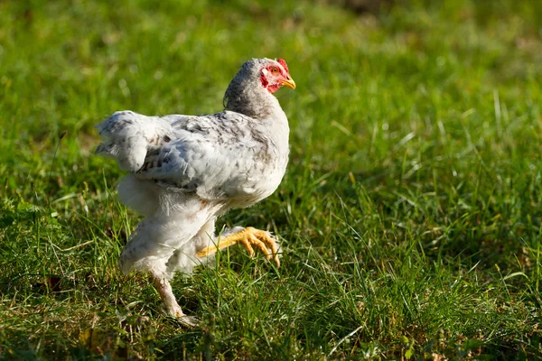 Gallo joven — Foto de Stock