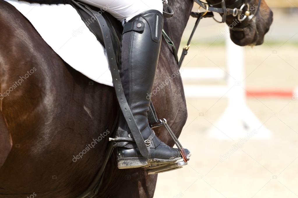 Dressage horse 