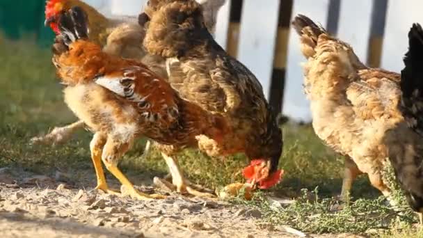 Les poulets picorent un maïs 