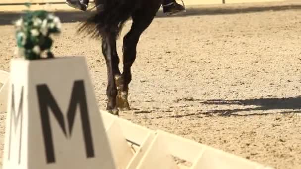 Виїздки коней — стокове відео
