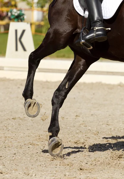 Cheval de dressage — Photo