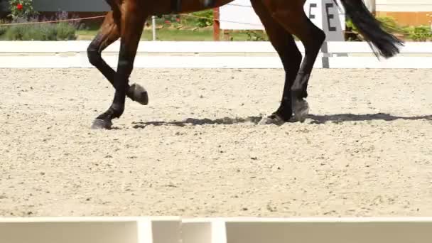 Cavallo da Dressage — Video Stock