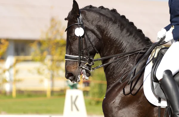 馬術の馬 — ストック写真
