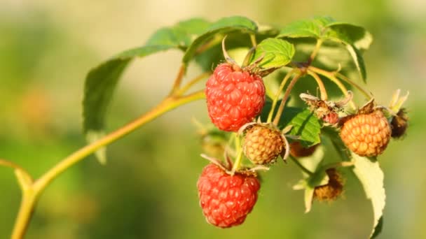 Red raspberry — Stock Video