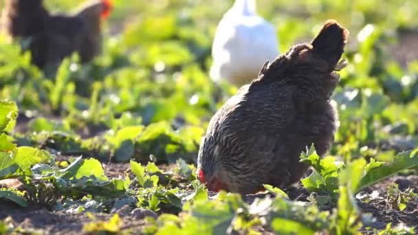 Kippen eten wormen — Stockvideo