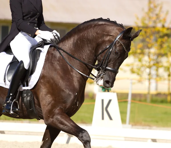 Dressage horse — Stock Photo, Image