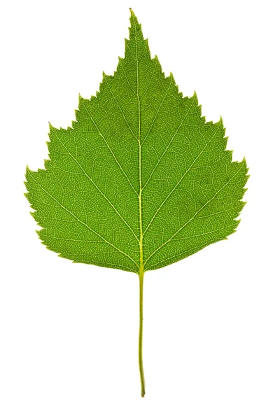Σημύδας φύλλα απομονωθεί — Φωτογραφία Αρχείου