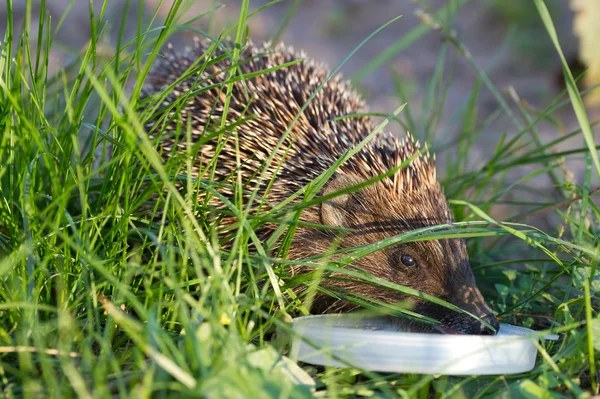 Igel trinkt Milch — kostenloses Stockfoto