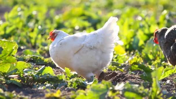 Les poulets blancs mangent des vers — Video