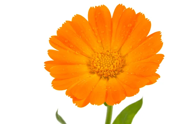 Квітка календули ізольовано — стокове фото