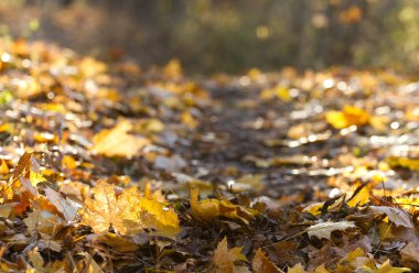 güzel sonbahar yaprakları 