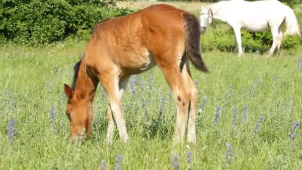 Foal pasture — Stock Video