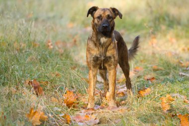 Köpek bir sonbahar Park