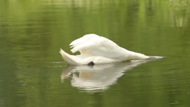 Mergulhos de cisne branco — Vídeo de Stock