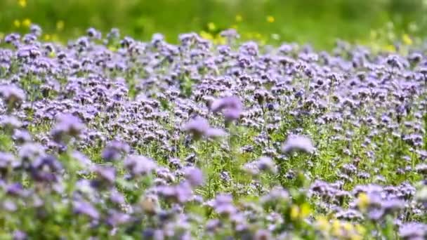 Flores de phacelia de flor — Vídeos de Stock