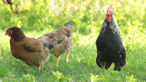 Portrait of a rooster — Stock Video