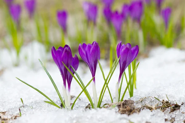 Veilchenkrokusse — Stockfoto