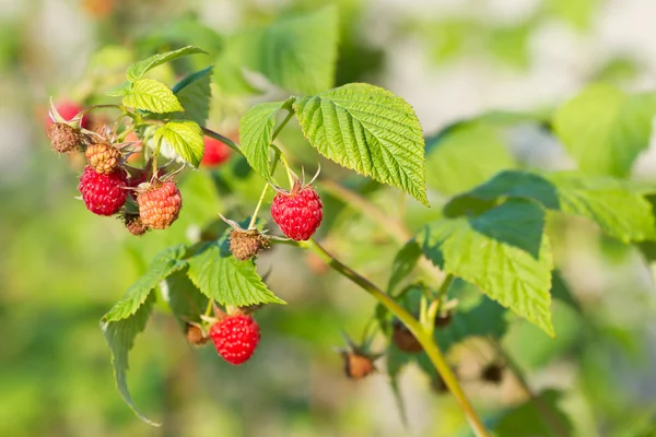 Red raspberry — Stock Photo, Image