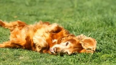 Ağır çekim. Mutlu İngiliz yavru horoz İspanyol