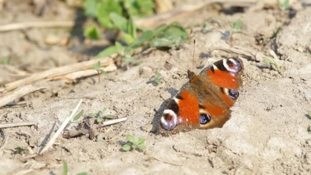 Borboleta monarca — Vídeo de Stock