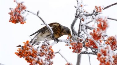 Ardıç rowanberry yiyor