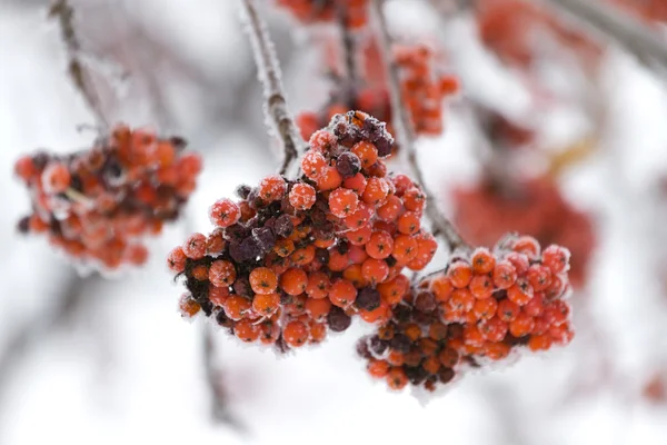 Rowan tree in the snow — Stock Photo, Image