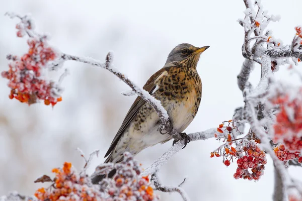 Grive assise sur un arbre de rowan Images De Stock Libres De Droits