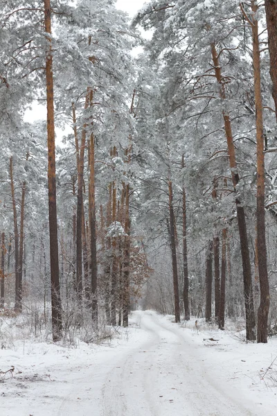 Winterwald — Stockfoto