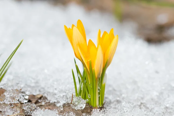 Crocus jaunes — Photo