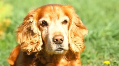Ağır çekim. İngiliz Cocker Spaniel yawns