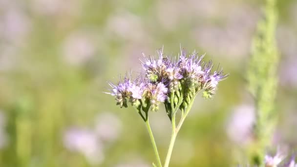 Bee Pollinate  phacelia flower — Stock Video