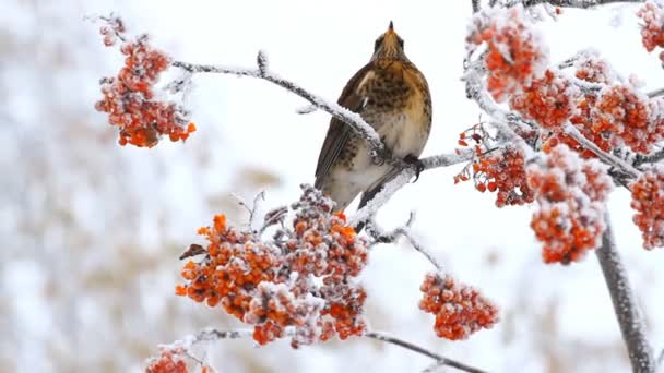 Ardıç kuşu rowan berry yiyor — Stok video